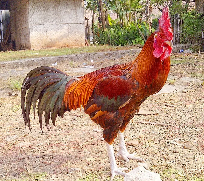 Ayam Pelung jantan dengan bulu merah kecokelatan