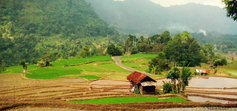 Sawah berundak di Cianjur selatan